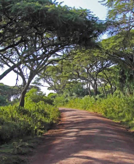 tansania-ngorongoro-regenwald