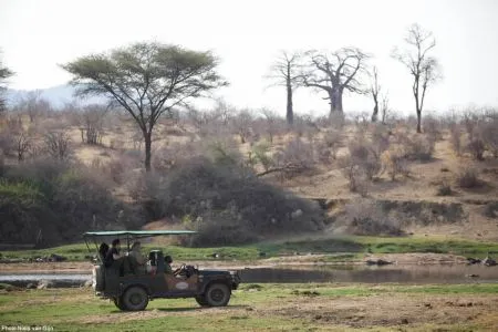 Auch im Ruaha Park liegt der Focus auf der Wildbeobachtung und Sie sind mit Ihrem Guide viele Stunden im Busch unterwgs..