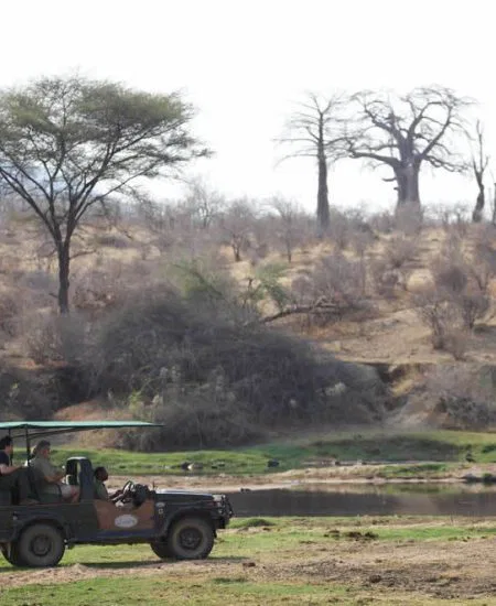 Auch im Ruaha Park liegt der Focus auf der Wildbeobachtung und Sie sind mit Ihrem Guide viele Stunden im Busch unterwgs..
