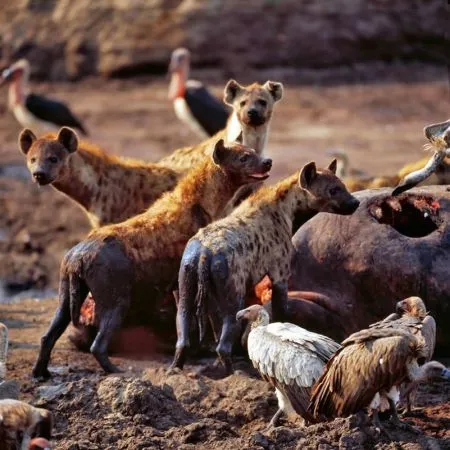 ... und wer weiß, welche oft auch seltene Tierart Sie auf Ihren Pirschfahrten aufspüren werden!