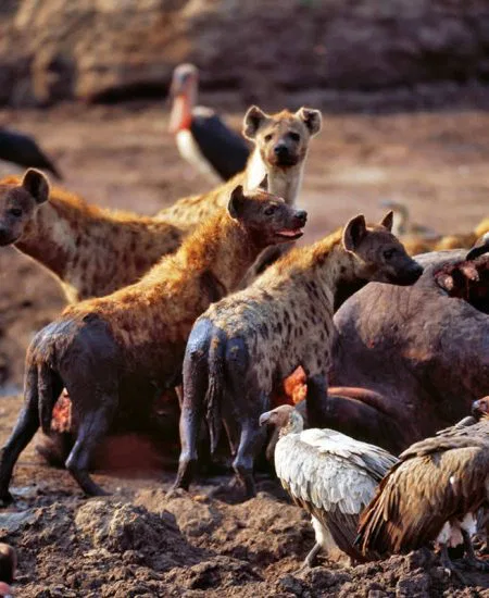 ... und wer weiß, welche oft auch seltene Tierart Sie auf Ihren Pirschfahrten aufspüren werden!