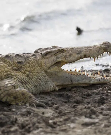 ... während derer Ihnen auch diese gewaltigen
"Zeitgenossen" begegnen können!
