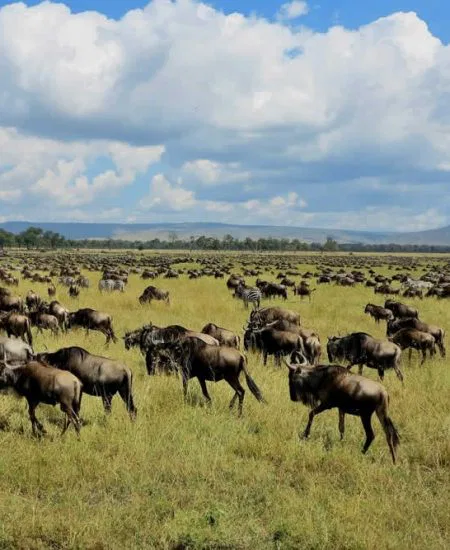 tansania-serengeti-migration