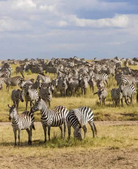 tansania-serengeti-zebras