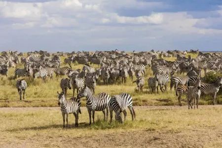 tansania-serengeti-zebras