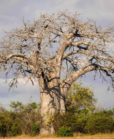 tansania-tarangire-baobab