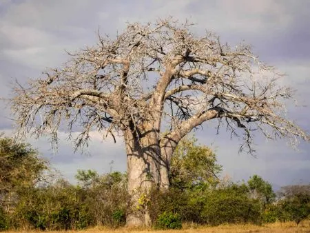 tansania-tarangire-baobab