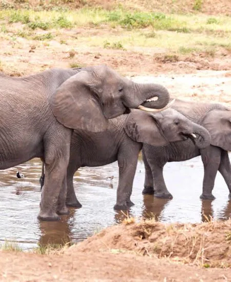 tansania-tarangire-elephanten