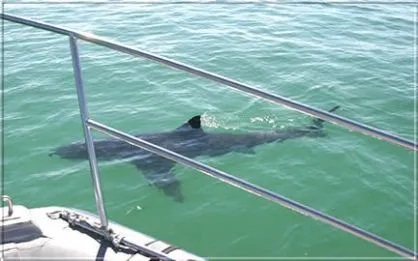 Für Wagemutige: Tauchen auf den Weißen Hai!