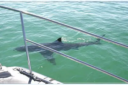 Für Wagemutige: Tauchen auf den Weißen Hai!