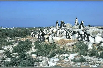 Ausflug zur nahegelegenen Pinguin Kolonie.