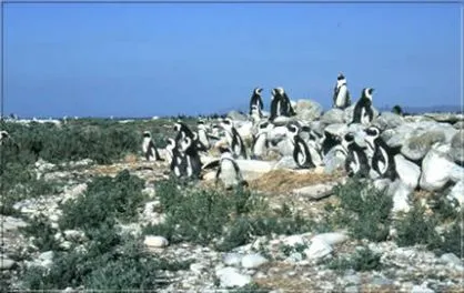 Ausflug zur nahegelegenen Pinguin Kolonie.