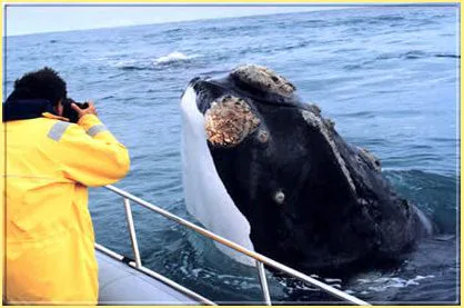 Walbeobachtung "vom Feinsten", ob vom Boot aus oder vom Lande.
