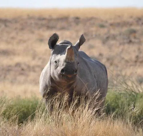 Und wer weiß, ob Sie mit etwas Glück nicht sogar auf ein Spitzmaul Nashorn treffen.