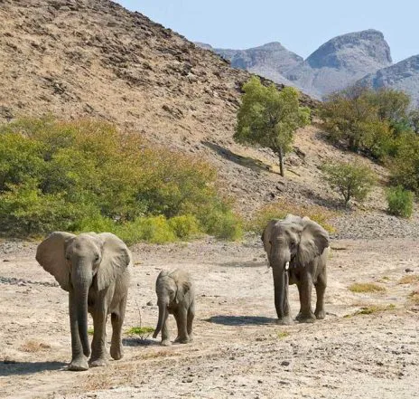 Das Aufspüren von Wüstenelephanten ist immer mit Glück verbunden