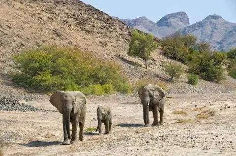 Das Aufspüren von Wüstenelephanten ist immer mit Glück verbunden