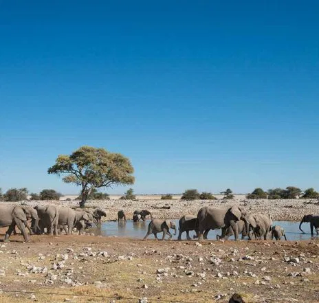 Ausgedehnte Pirschfahrten durch Etoscha lassen Sie nochmals die Zauber der Wildnis erfahren