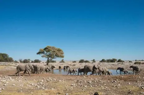Ausgedehnte Pirschfahrten durch Etoscha lassen Sie nochmals die Zauber der Wildnis erfahren