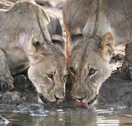 Natürlich fehlt auch der "König" der Tiere nicht!