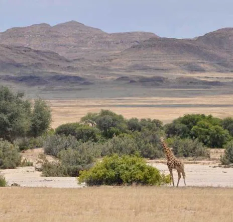 ... oder eine einsame Giraffe in einer schier endlosen Landschaft.