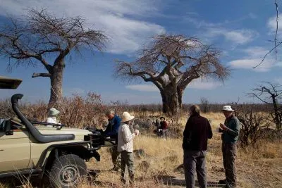 Oder ein Ausflug in den Nxai Pan National Park zu den berühmten "Baines' Baobab Trees"