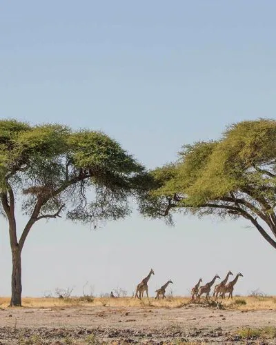 ...oder auf trockenen, weiten Savannenflächen