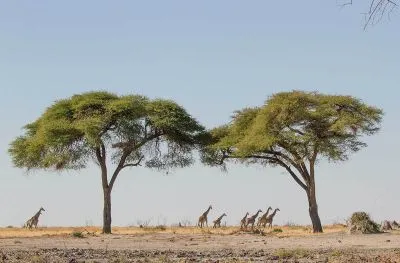 ...oder auf trockenen, weiten Savannenflächen