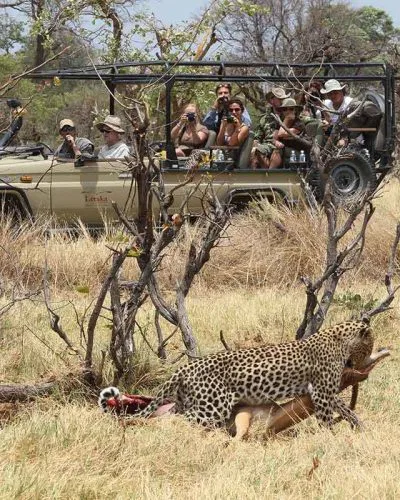 Einen "Kill" zu erleben, ist ein seltenes Safarierlebnis - aber immer sehr emotional und bleibend