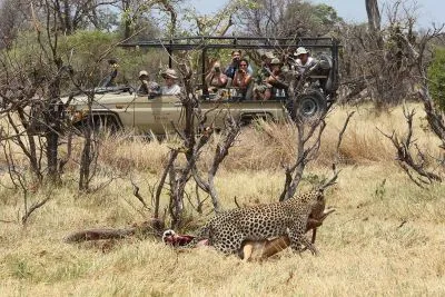 Einen "Kill" zu erleben, ist ein seltenes Safarierlebnis - aber immer sehr emotional und bleibend