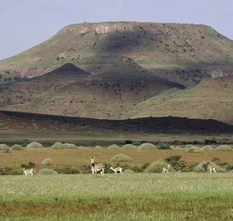 Und immer können Ihnen Tiere begegnen, ob Berg-Zebras...