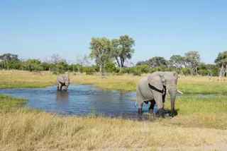 elephants