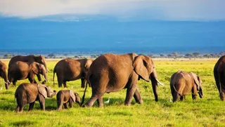 Botswana-Safaris-im-Überblick