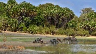 Tansania-Safaris-im-Überblick