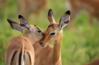 springboks