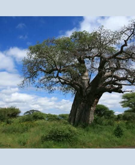 tansania-tarangire-baobab