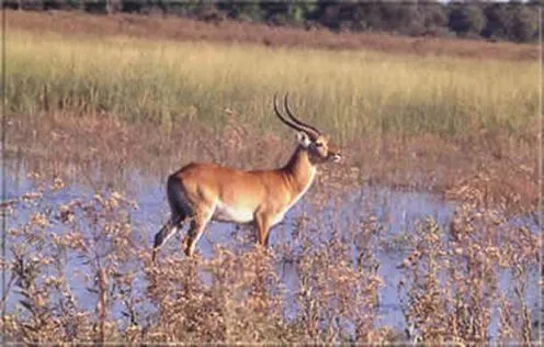 Neben afrikanischem Großwild tummeln sich zahlreiche verschiedene Antilopenarten in den Parks.