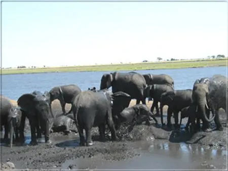 Am Chobe River tummeln sich große Elephanten-Herden. botswana-elefant