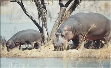 Das geräuschlose Dahingleiten im Mokoro (Einbaum) erhöht die Chancen, vielen Tier-
und Vogelarten näher zu kommen, als per
Geländewagen. botswana-flusspferde
