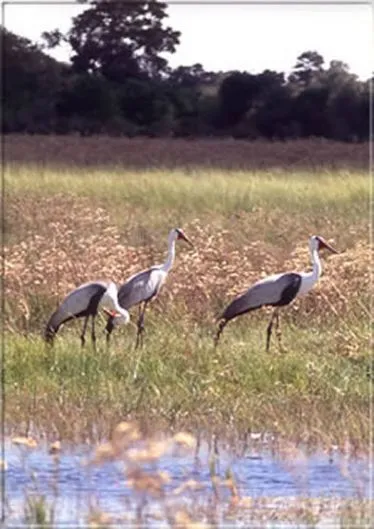Ca. 550 Vogelarten sind in Botswana's Parks bekannt. Klunkerkraniche sind eine sehr
seltene Spezies,, doch im Delta finden sie
ideale Bedingungen.