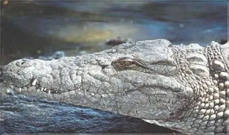 Oh ja, auch sie gibt es hier... Selbst wenn Ihr sie seltener zu sehen bekommt, als Ihr denkt, sie sind sind da! Alt wie die Zeit und stets wachsam...!! botswana-krokodil