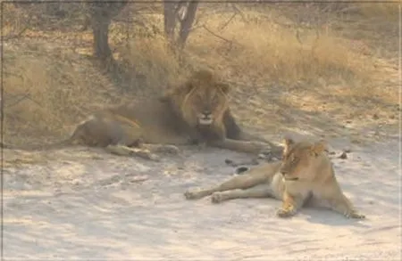 Löwen! Dem "König der Tiere" zu begegnen
ist immer spannend. botswana-loewe