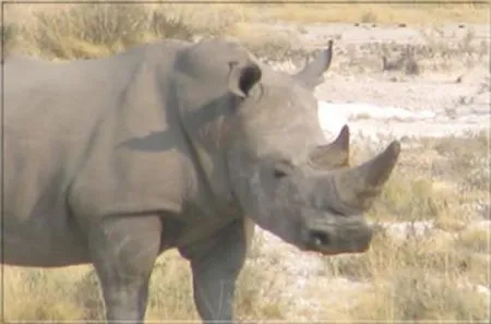 Wow... Plötzlich taucht dieser Koloss vor uns auf! botswana-nashorn