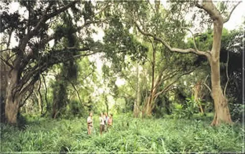 Auch Fußsafaris gehören zu Ihrem Safari-Abenteuer. So erleben Sie die Natur hautnah!