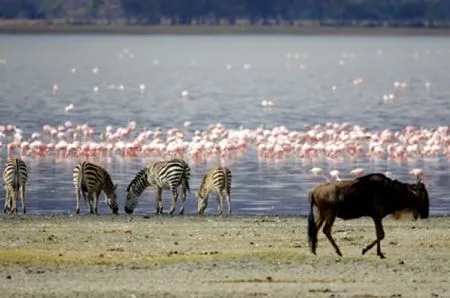 Nicht nur der See gleichen Namens
fasziniert im Lake Manyara National
Park.
Auch die sonstige Tierwet kann sich
sehen lassen - v.a. die berühmten auf
Bäume kletternden Löwen. tansania-manyara-flamingos