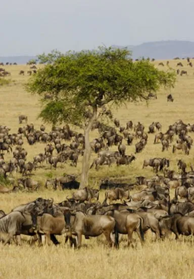 So stellt man sich die Serengeti vor!
Die großen Tierherden sind v.a. in den
Monaten zwischen Juni und August zu sehen,
wenn sie sich für ihre jährliche Wanderung
in die Masai Mara zusammenfinden. tansania-serengeti-migration