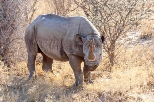 Rhinos in Etosha zu sehen ist ein ganz
besonderes Erlebnis. Im Park leben Breit- und Spitzmaul Nashörner.