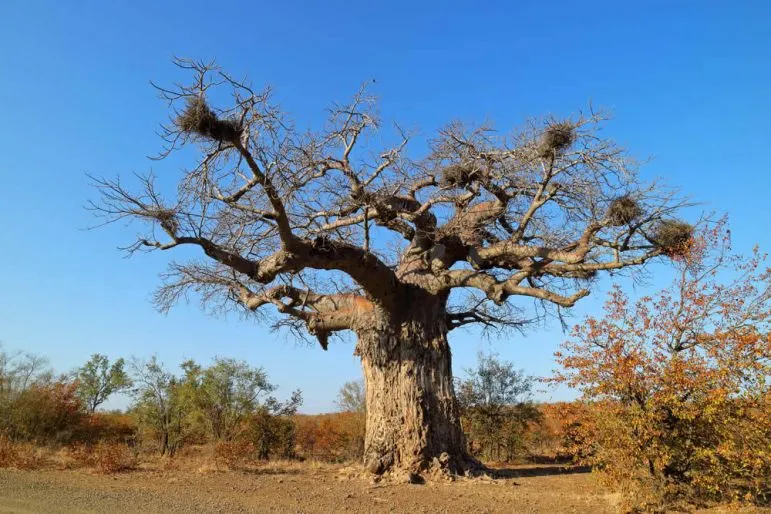 Im eher wasserarmen Norden finden sich
große Gebiete mit den bizarren
Baobanbäumen. suedafrika-baobab