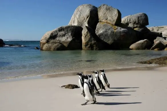 Auf der Fahrt zum beühmt-berüchtigen Kap ist der Besuch einer Pinguin-Kolonie nicht nur für Kinder ein Höhepunkt. suedafrika-boulders-beach