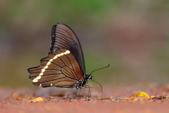 Ein Besuch in "Butterlfy World" entführt Sie in die farbenprächtige Welt dieser zauberhaften Geschöpfe. suedafrika-butterly-world