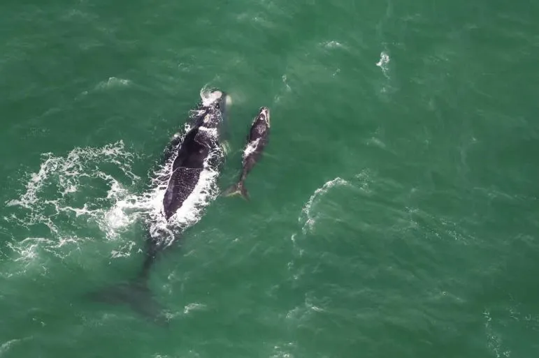 Wale in der Walker Bay. Schon von den
Klippen aus sind sie "hautnah" zu
beobachten. suedafrika-hermanus-wal